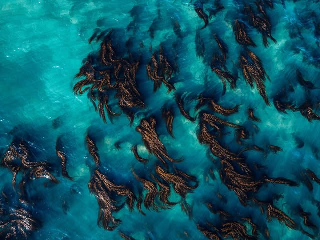 Kelp beds seen from above in turquoise coastal water