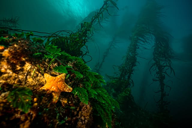 Underwater kelp forest