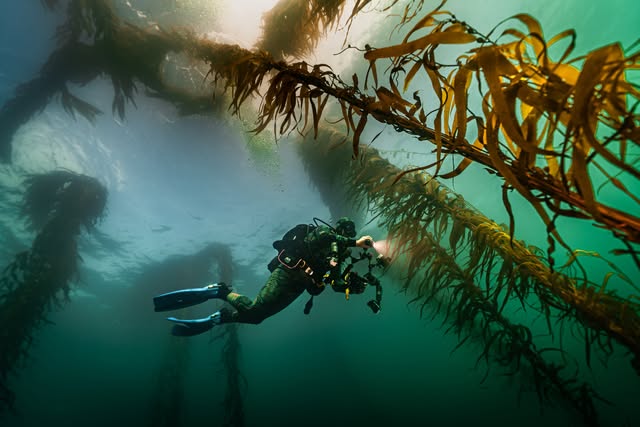 Diver filming underwater beneath a kelp canopy