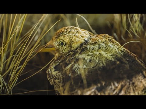 Patho Plains film preview